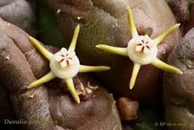 Image result for Duvalia