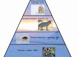 Account Suspended Arctic Tundra Food Web Food Chain