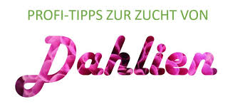 Hallo, demnächst ist meine facharbeitsverteidigung, und ich habe ein porblem in powerpoint. Text Mit Bildfullung Erzeugen In Powerpoint Articulate