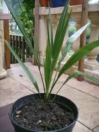 Palmier Dattier Palmier Dattier Terrarium Pour Plantes Grasses Fruits Tropicaux