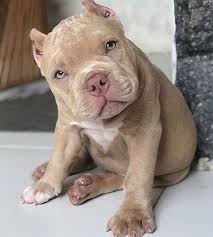 Hey How Are You My Friends Pitbullsofinstagram Pitbulls Pitbulllove Pitbulladvocate Pitbullsofig Pitbul Pitbull Puppies Pit Puppies Cute Animals