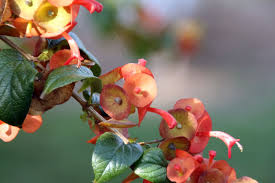 Image result for Holmskioldia