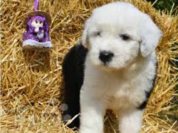 Dulux dog price in sri lanka. Old English Sheepdog Breed Dog Breed Information Pictures