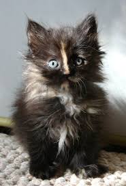 Dior Longhair Tortie Cute She Has A Cool Line Down The Middle Of Her Face Beautiful Kittens Kittens Cutest Beautiful Cats