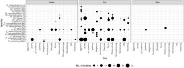 Image result for Heteromorpha sp. agg.