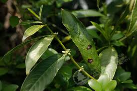 Image result for Lasianthus