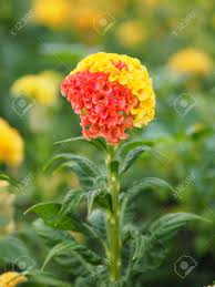 Red And Yellow Cockscomb Flowers Name Of Celosia Cristata The Stock Photo Picture And Royalty Free Image Image 124617006