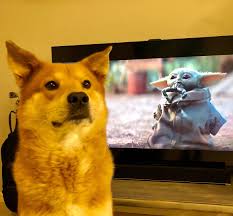 With the risk of their sensitive dog. Baby Yoda Meme Shiba Puppy Shiba Inu Puppy Yoda Meme
