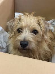 Norfolk terriers are described as fearless, able to defend themselves if need be. This Looks Just Like Our Henry Norfolk Terrier Dogs Puppies And Kitties