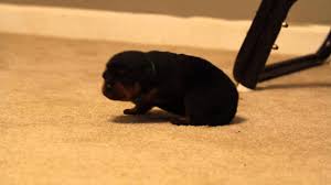 What do i need to know about rottweiler puppies? Rottweiler Puppy Diary Growth Of A Rottweiler Puppy Litter