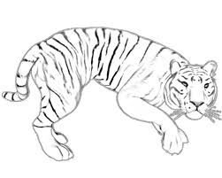Here is a beautiful collection of tiger coloring sheets in their realistic and humorous form. Drawing Tiger Outline Stalking The Bait Coloring Pages Tiger Coloring Pages Coloring Pages For Kids And Adults