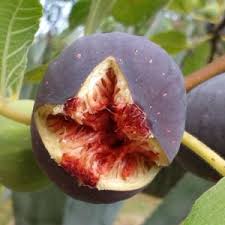 Risultati immagini per fico brogiotto