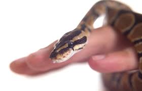 There are three (well, technically are pet snakes the best choice for me? Ball Pythons As Pets Lovetoknow