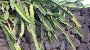Maybe you would like to learn more about one of these? Tasty Dragon Fruit Is Easy To Grow West Hawaii Today