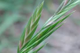 Image result for Bromus catharticus