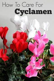 A good rule of thumb is to bring it inside while the. Pin On Flowers