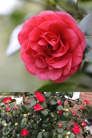 Camellia Japonica Ace Of Hearts Flower Identification Flowers Garden Design