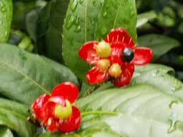 Image result for Ochna kirkii