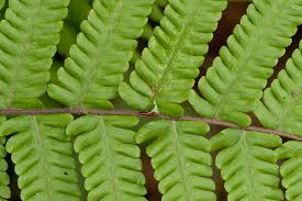 Image result for Christella dentata