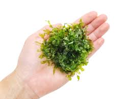 Image result for Lomariopsis