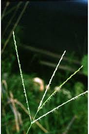 Image result for Digitaria diagonalis
