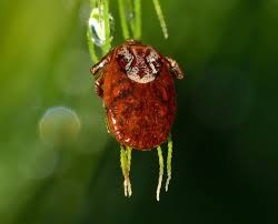 Red Velvet Mite Free Image Peakpx Spider, flowers, mites, flowering plant, yellow, beauty in nature. red velvet mite free image peakpx