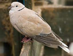 European Turtle Dove Life Expectancy