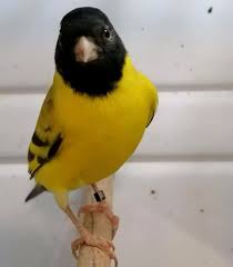 53 Moy Aresei 5 Sxolia Chardonneret B K Bilelkios Sto Instagram La Star Du Chant D Oiseaux نجم الطيور المغردة Le Chardo Hayvanlar Kus Kusu