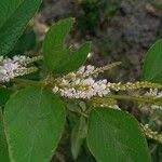 Image result for Polhillides