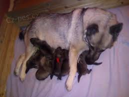 Image result for norský losí pes šedý