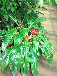 Image result for Palisota