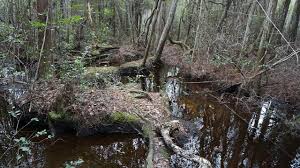 I've never met an actor _____. Florida Trail Vilas To Camel Lake Florida Hikes