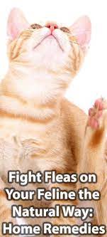 Pin On Cat Health