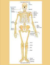 When asking this question of muscles, no one can quite agree on the answer. Human Skeletal Diagram Labeled Bones College Ruled Composition Notebook Frontal Skeleton Orthopedic Anatomy System Publishing Castlecomer 9781792921292 Books Amazon Ca