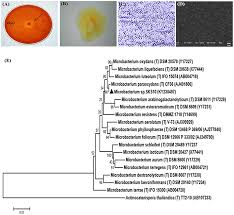 Savesave alpha instruments supplies &amp; Frontiers Enzymatic Degradation Of Biofilm By Metalloprotease From Microbacterium Sp Sks10 Bioengineering And Biotechnology