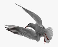 Seagull Flight Isolated Free Picture Hd Png Download Transparent Png Image Pngitem Pikbest has 125 flying seagulls design images templates for free.
