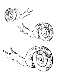 Free Printable Snail Coloring Pages Snails Are Animals Originating From East Africa And Includ Coloring Pages Printable Coloring Pages Coloring Pages To Print