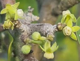 Image result for Cynanchum doleriticum