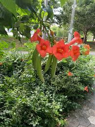 Trumpet vines are hardy throughout new england, but trumpet vines don't need additional fertilizer and actually thrive on only moderately fertile soil. To Prevent This Trumpet Vine From Spreading Should I Cut Off The Seed Pods Now Horticulture