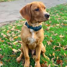 Our lab puppies for sale in california come in chocolate, black and yellow. What Are Mini Labs And Are They Healthy K9 Web