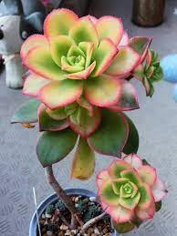Ver más ideas sobre cactus y suculentas, suculentas, plantas suculentas. Mi Pasion Por Los Bonsai Y Los Cactus Suculentas Suculentas Cactus Y Suculentas Plantas Crasas