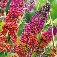 Funky fuchsia is crown hardy in zone 5 and will flush from the base in spring. Kaleidoscope Butterfly Bush Butterfly Bush Buddleja Davidii Beautiful Flowers