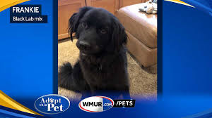 Cute pomeranian puppies for adoption by buymydog 235 views. Frankie Is A 1 Year Old Black Lab Mix Looking For A New Home