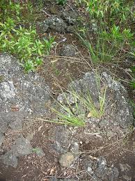 Image result for Panicum carneovaginatum