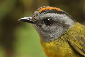 Gambar burung paling langka asli indonesia. Burung Langka Warbler Ditemukan Di Amerika Serikat Republika Online