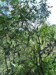 Image result for Searsia nebulosa