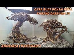 Cara Buat Bonsai Aquascape Keren Kurang Dari 1 Jam Di Kayu Maju Aquajaya Youtube Bonsai Kayu