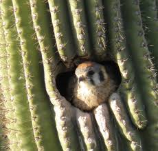 Some have arms that end up flipping down and pointing towards the ground, giving them an almost comical look. Nature News February 2020 Liberty Wildlife