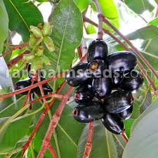 Image result for Syzygium cumini
