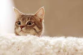 Cat Health What Are The Healthy Cat Signs Bright Freak Cats Cat Facts Cat Signs